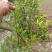 明日见枝条8～10芽
