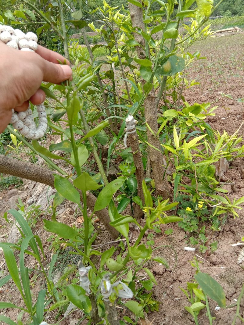 明日见枝条8～10芽