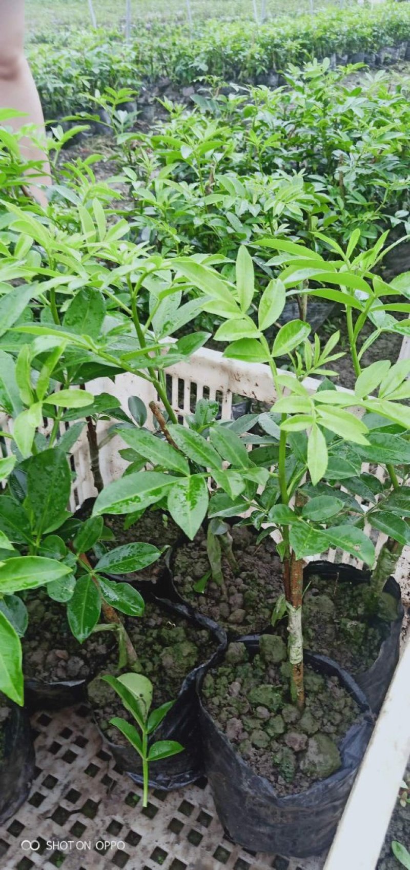 藤椒苗