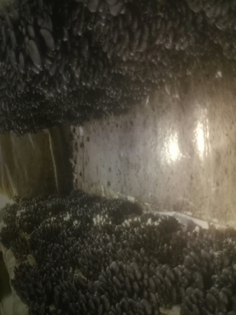 【高产】平菇菌棒高产抗病菌菇提供技术服务假一罚十