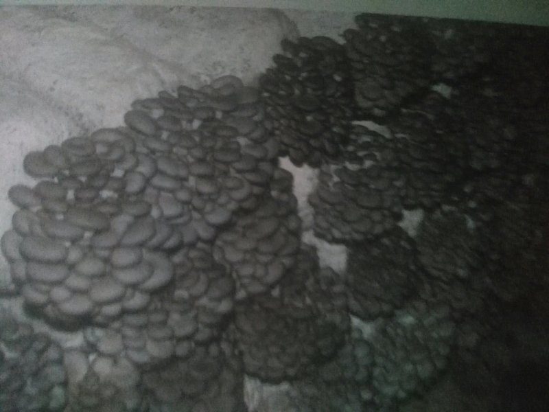 【高产】平菇菌棒高产抗病菌菇提供技术服务假一罚十