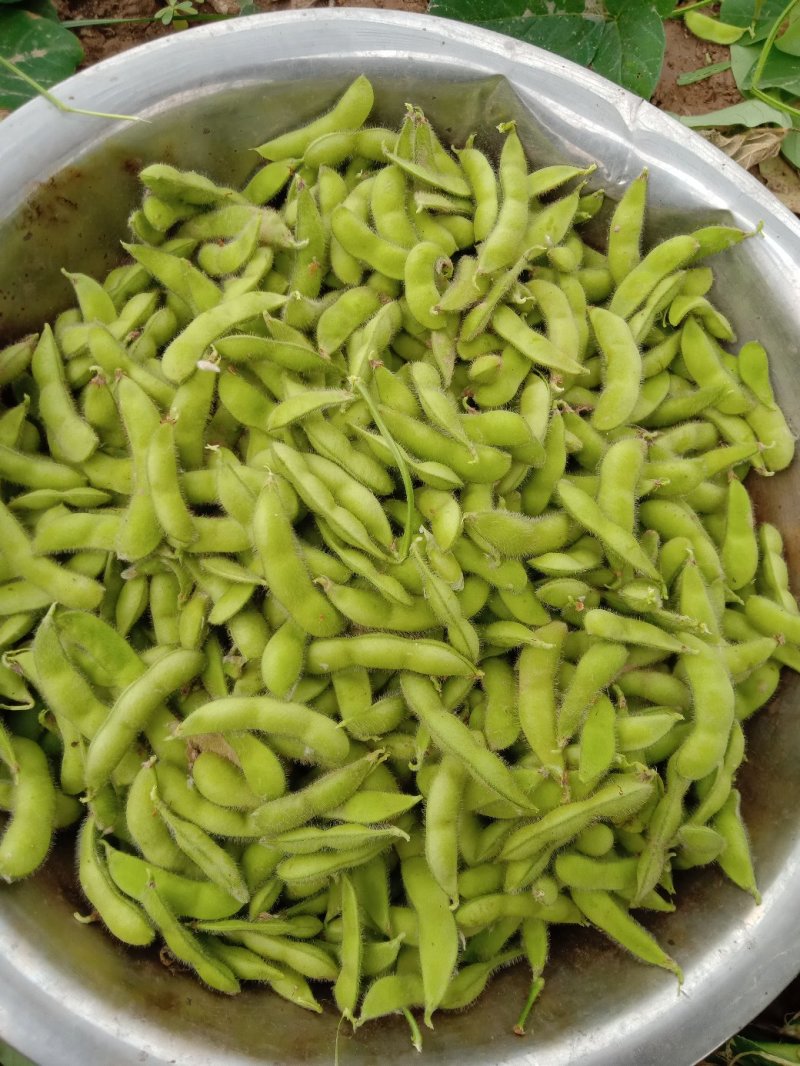 毛豆