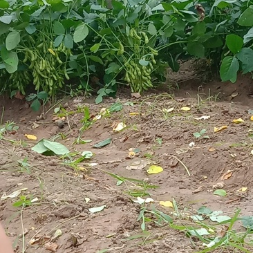 毛豆