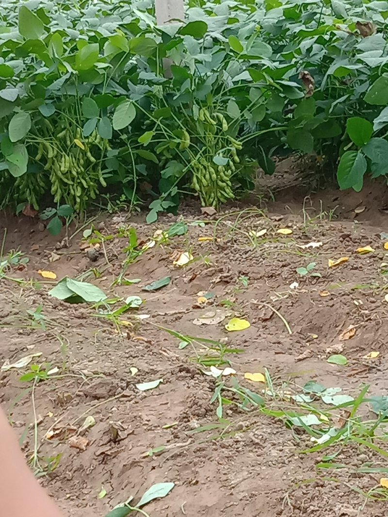 毛豆