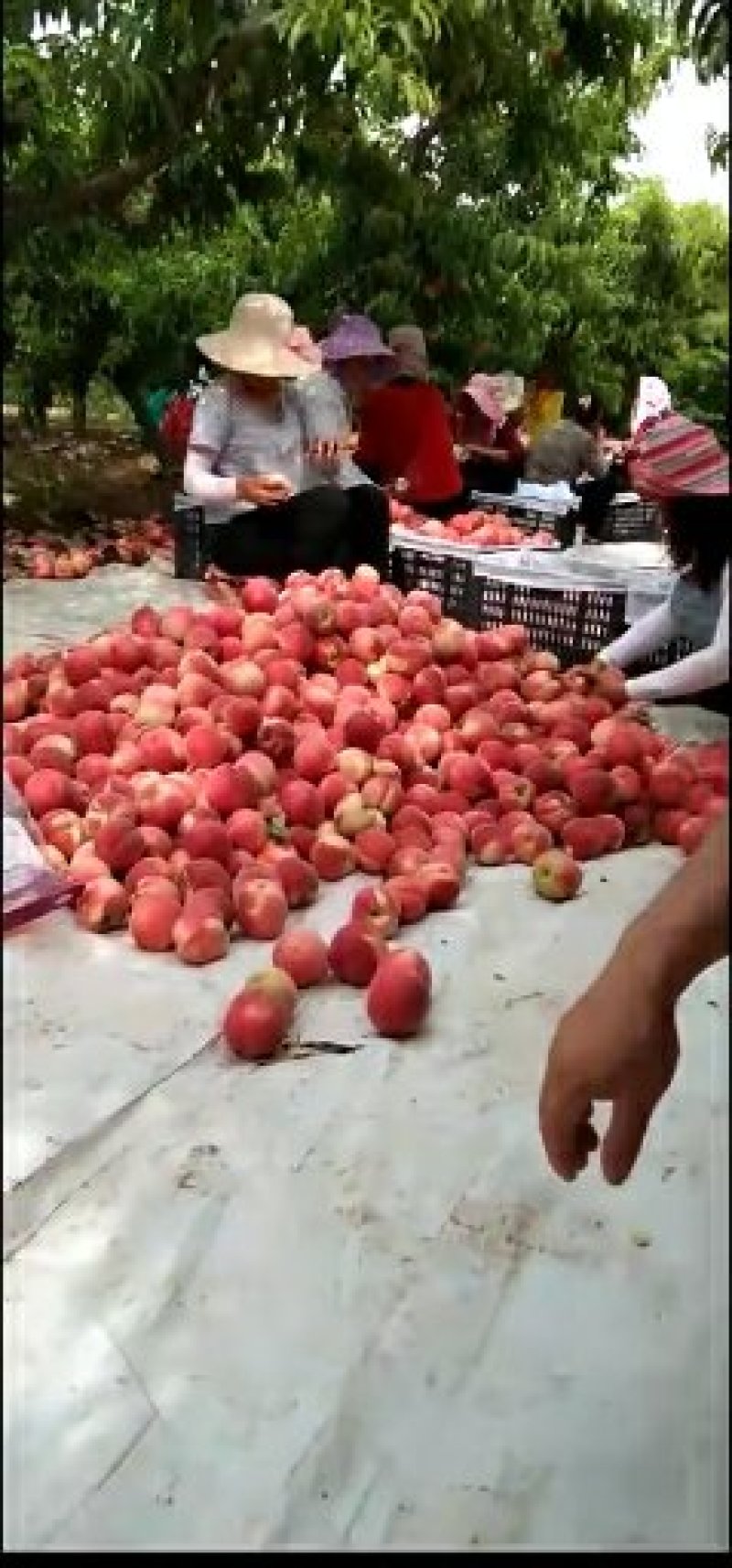 纸袋沙红、大红桃子80起步不封顶每斤2.5
