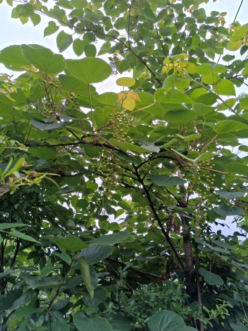 毛叶山桐子苗，2020年毛叶山桐子苗预售了。一年苗，二年