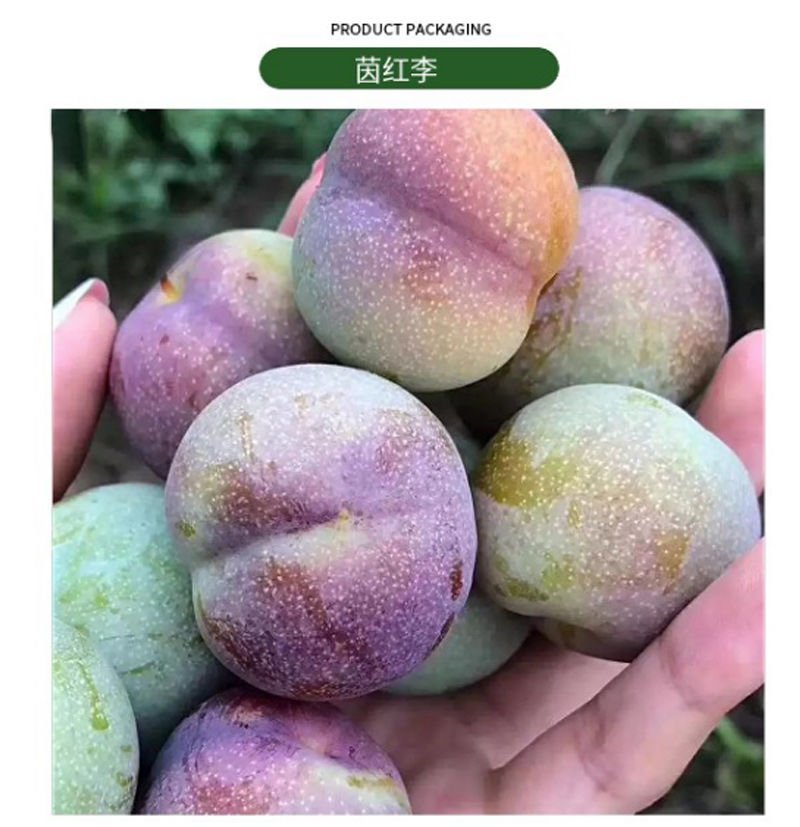 绥江特产李子半边红李子清脆香甜