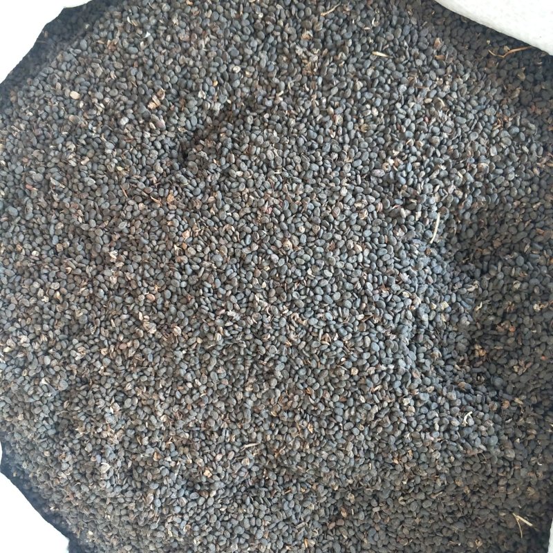 振兴药材批发供应补骨脂规格齐全产地直供一手货源全国发货
