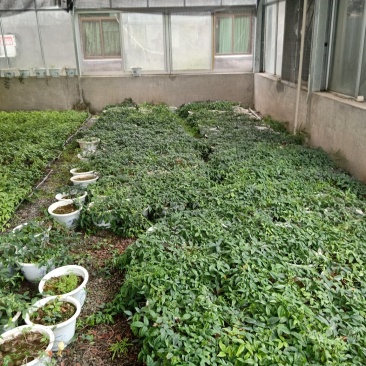 三叶青苗，浙江品种。药效高。
