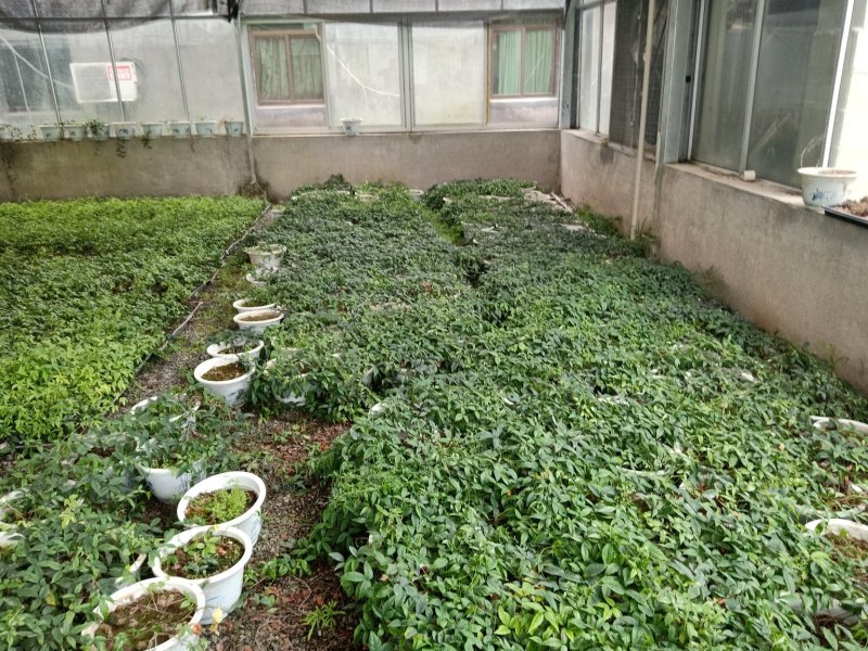 三叶青苗，浙江品种。药效高。