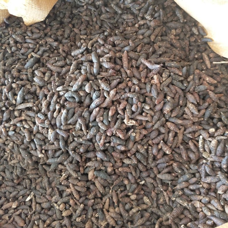 香附个振兴药材批发供应香附个常年大货批发