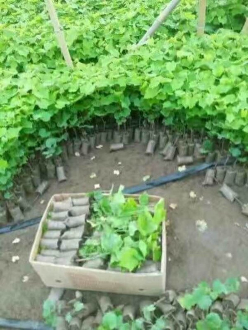 葡萄苗浪漫红颜现挖现卖包成活2苗嫁接苗直销价