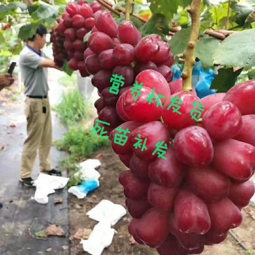 葡萄苗浪漫红颜现挖现卖包成活2苗嫁接苗直销价