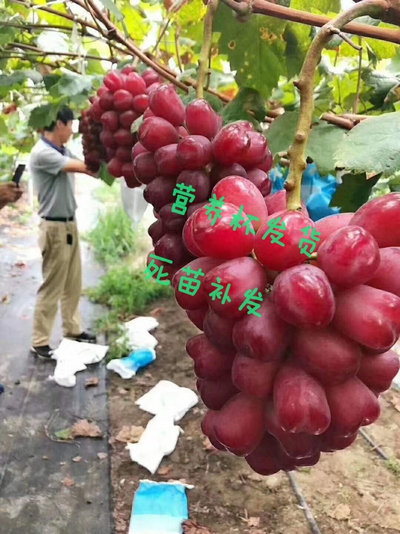 葡萄苗浪漫红颜现挖现卖包成活2苗嫁接苗直销价