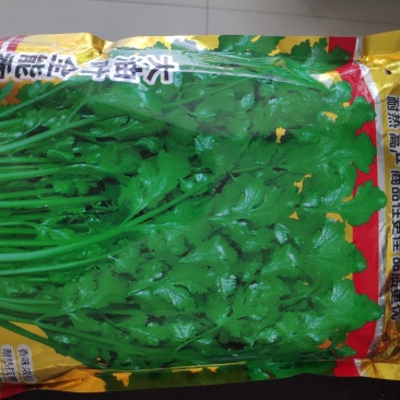 香菜种子大油叶全能香菜种子