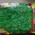 香菜种子大油叶全能香菜种子