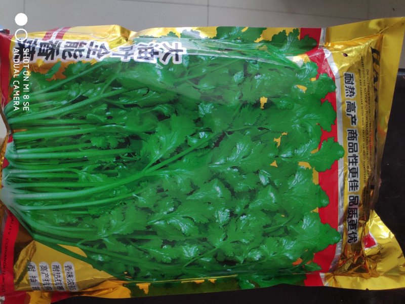 香菜种子大油叶全能香菜种子
