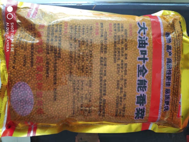 香菜种子大油叶全能香菜种子