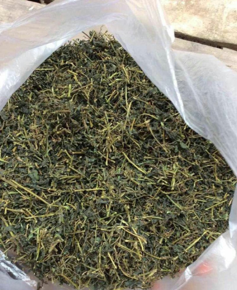 绞股蓝野生品质保证0添加