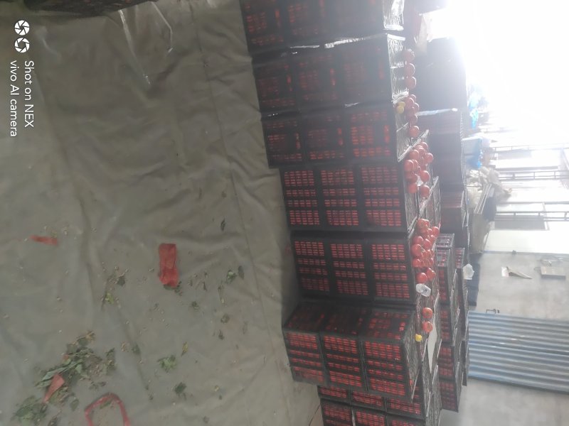 大红西红柿，精品，视频看货，产地直销，专业工人打包
