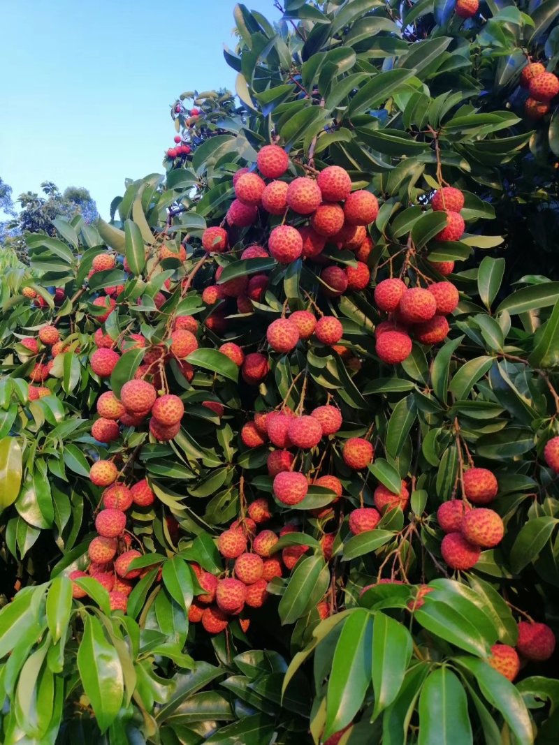 热带水果荔枝