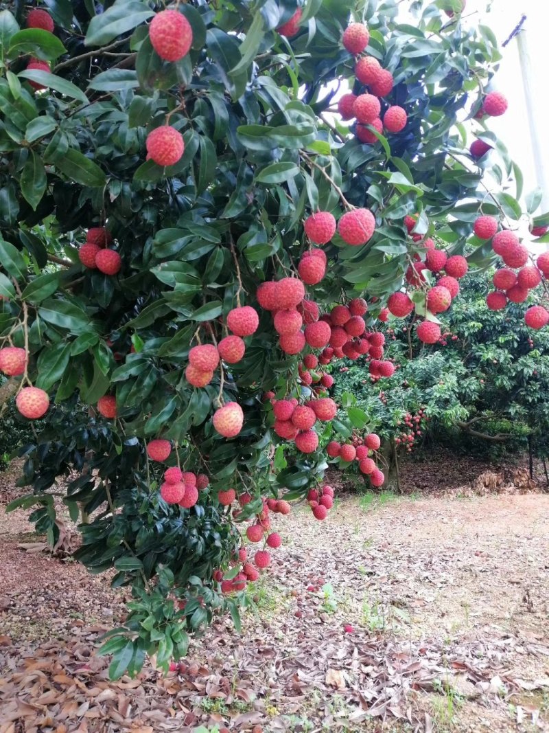 热带水果荔枝