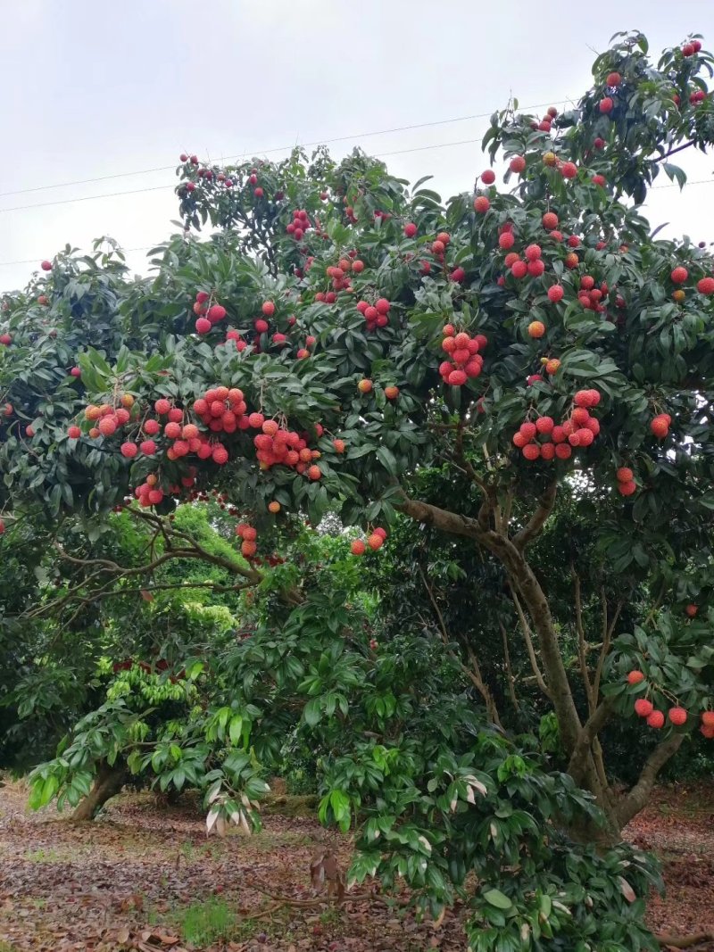 热带水果荔枝