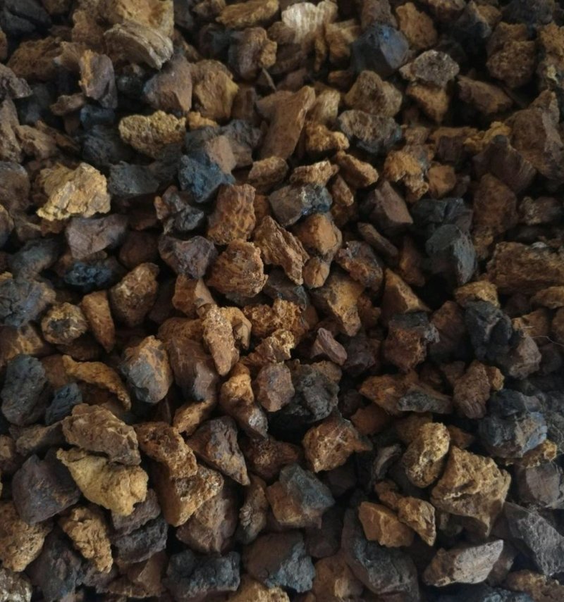 进口桦树茸恐喝菌