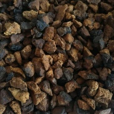 进口桦树茸恐喝菌