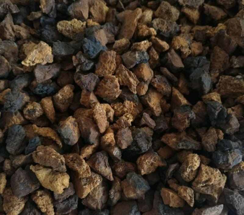 进口桦树茸恐喝菌