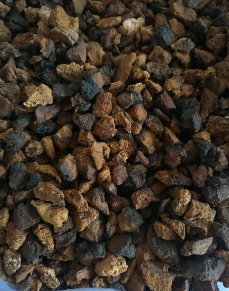 进口桦树茸恐喝菌
