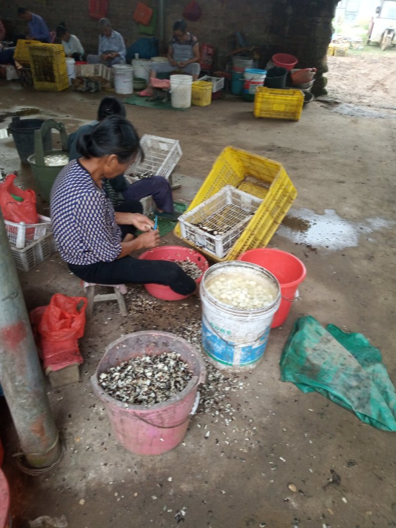 包邮优质桂林特产清甜脆口纯手工去皮白马蹄（茡荠）一件代发
