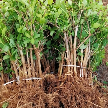金银花苗品种纯量大从优规格齐全沙土地黄土都可种植