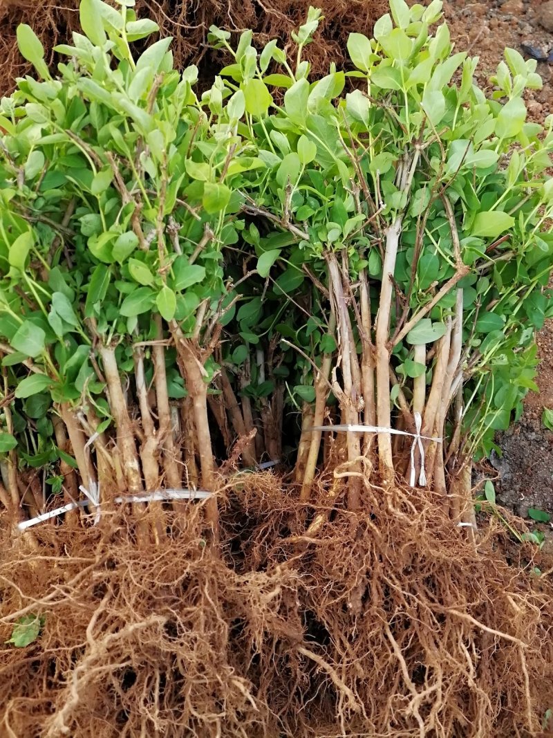 金银花苗品种纯量大从优规格齐全沙土地黄土都可种植