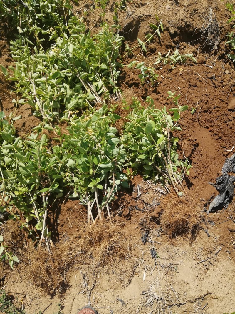 金银花苗品种纯量大从优规格齐全沙土地黄土都可种植