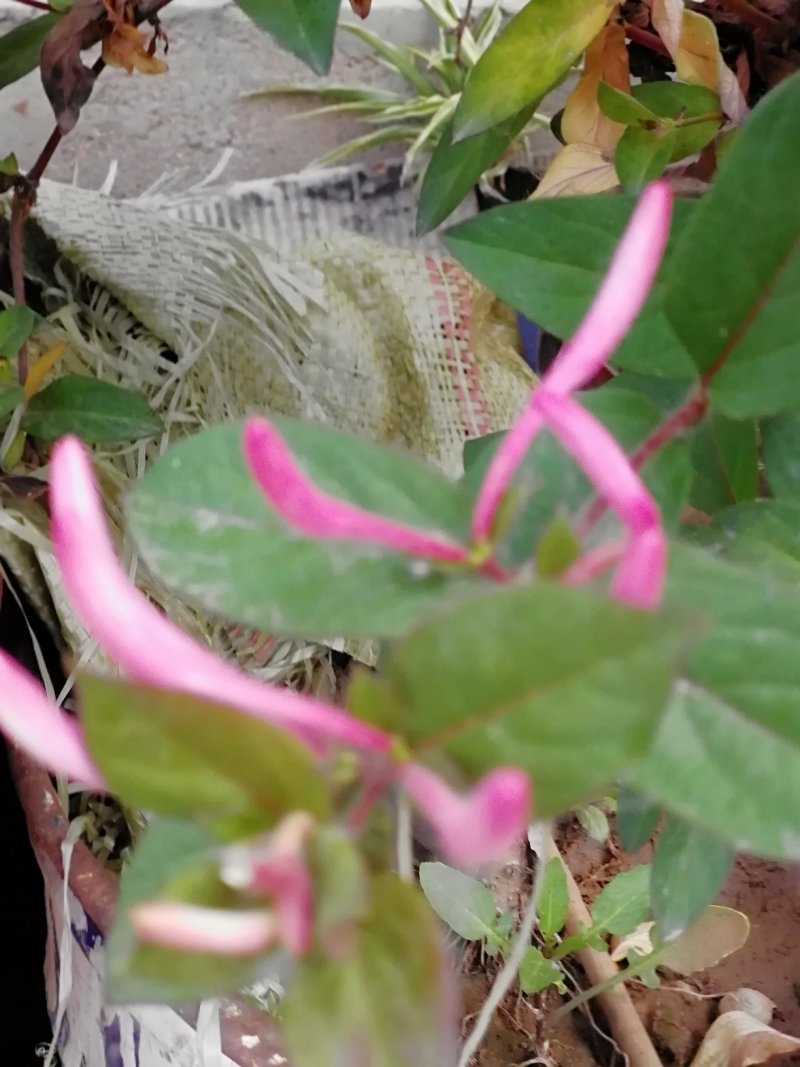 红色金银花苗观赏性金银花苗成活率高免费技术指导
