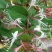 红色金银花苗观赏性金银花苗成活率高免费技术指导