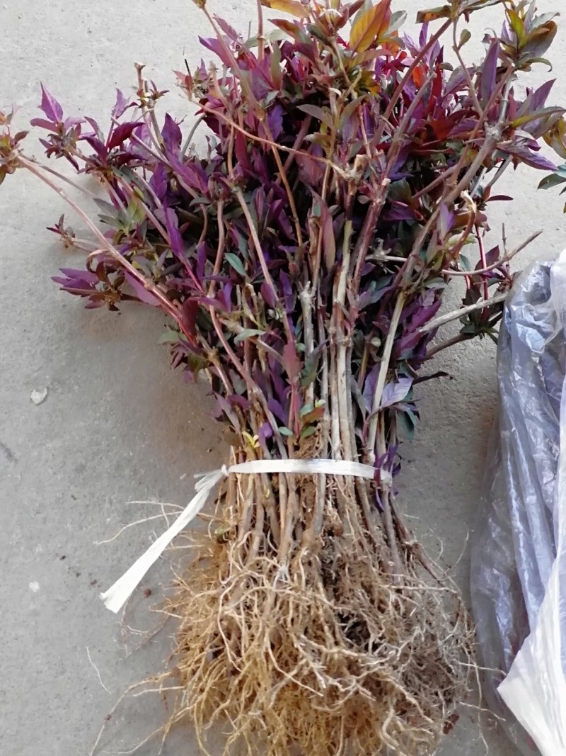 红色金银花苗观赏性金银花苗成活率高免费技术指导