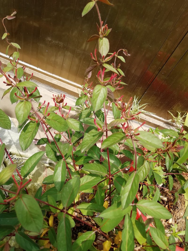 红色金银花苗观赏性金银花苗成活率高免费技术指导
