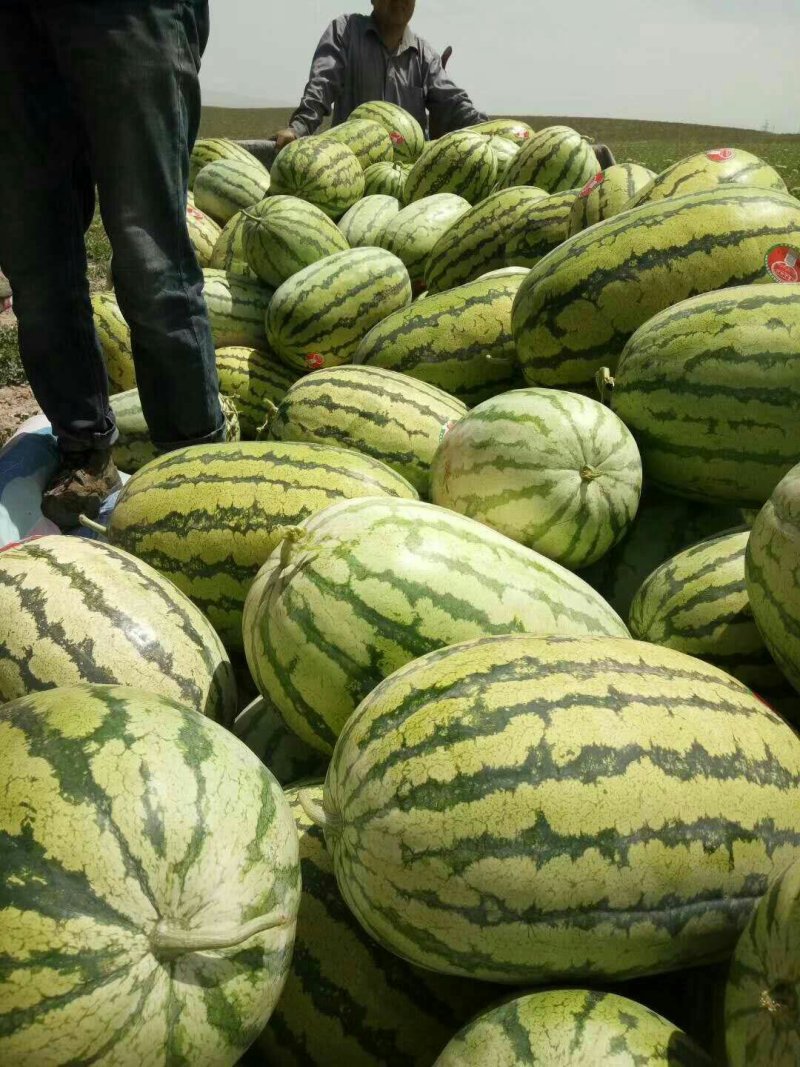 金城5号西瓜基地直供一手货源品质保证诚信经营