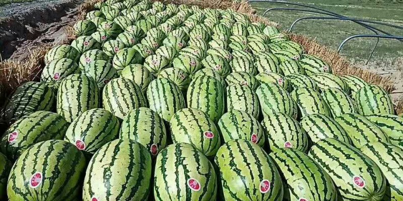 金城5号西瓜基地直供一手货源品质保证诚信经营