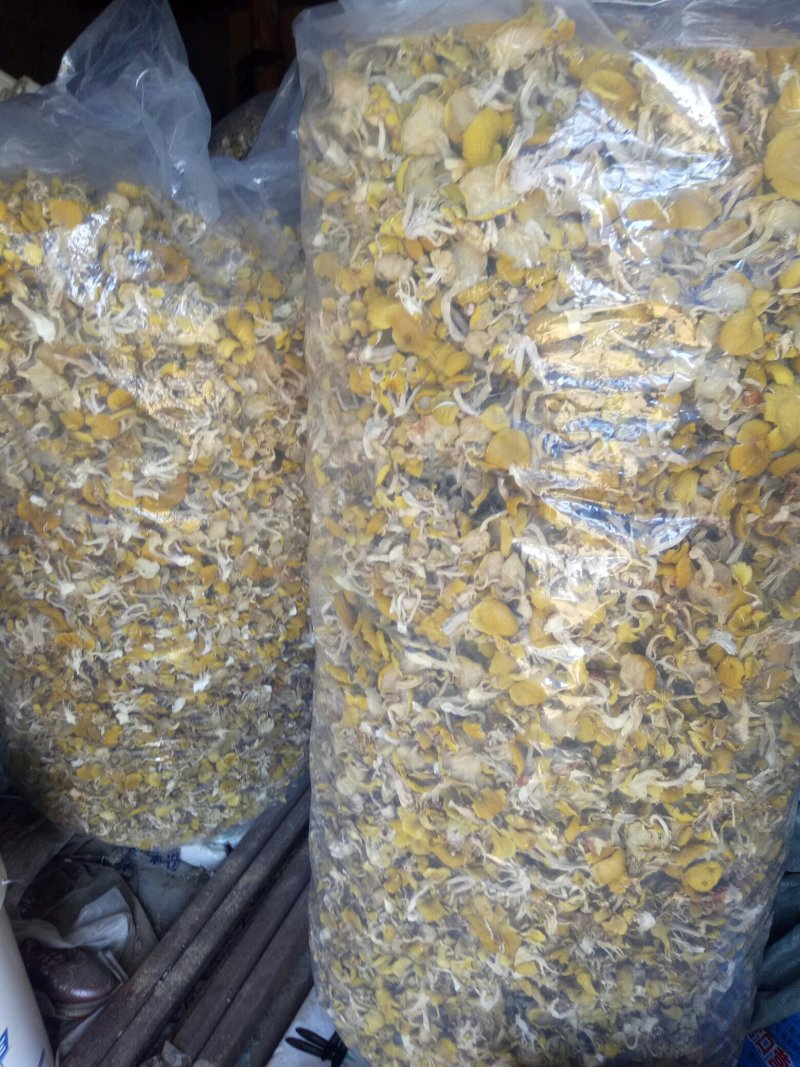 精品榆黄蘑干