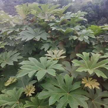通花根