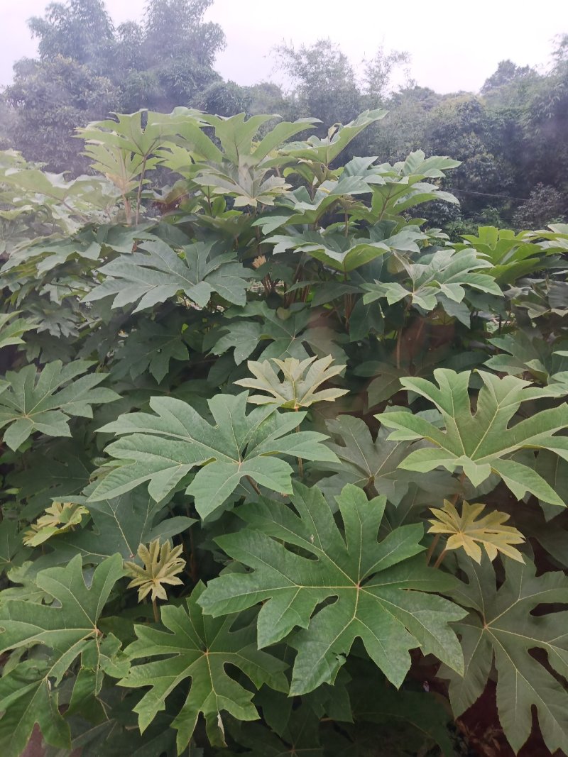 通花根