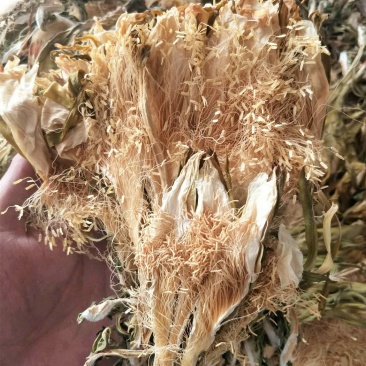 血竭花供应上千种中药材