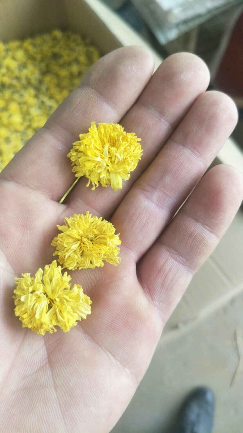怀菊花