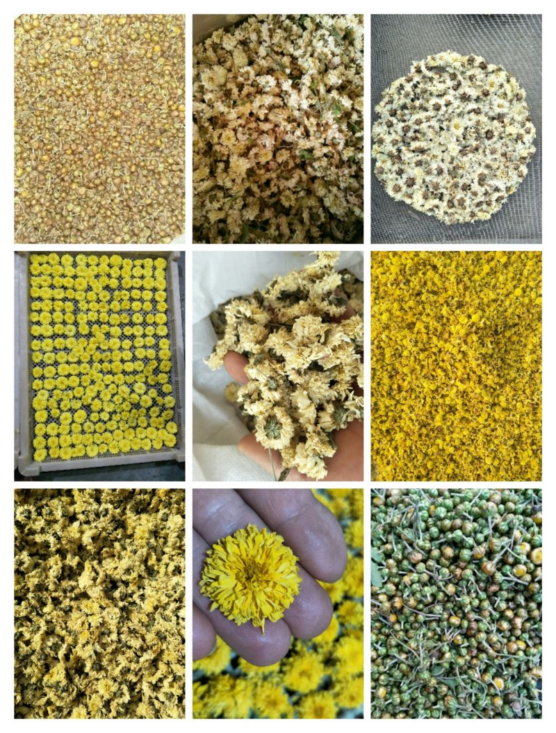 怀菊花