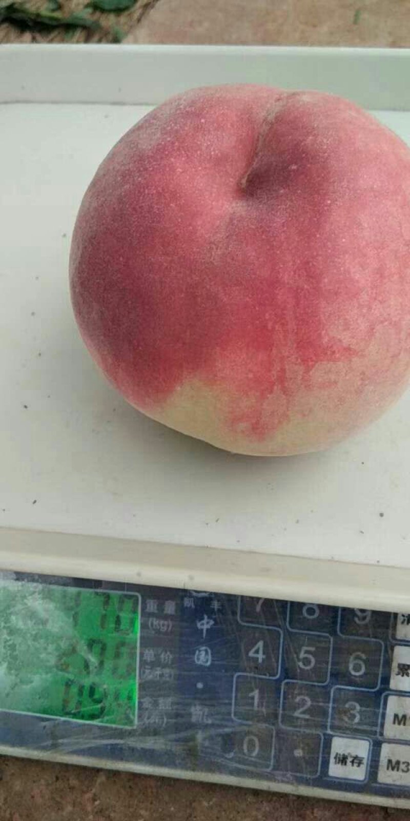 饶阳毛桃：突围桃脆甜不软颜色漂亮！