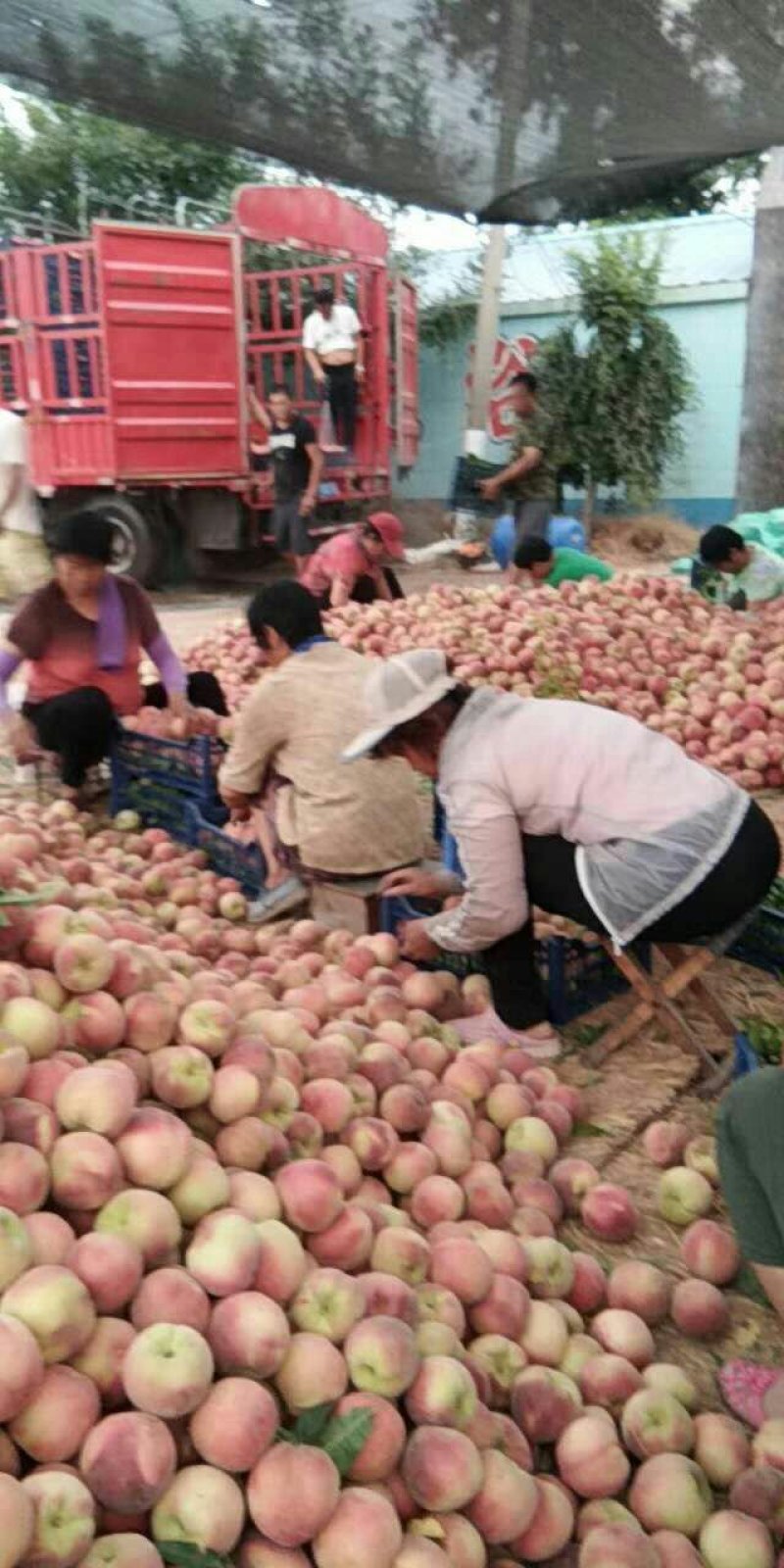 饶阳毛桃：突围桃脆甜不软颜色漂亮！