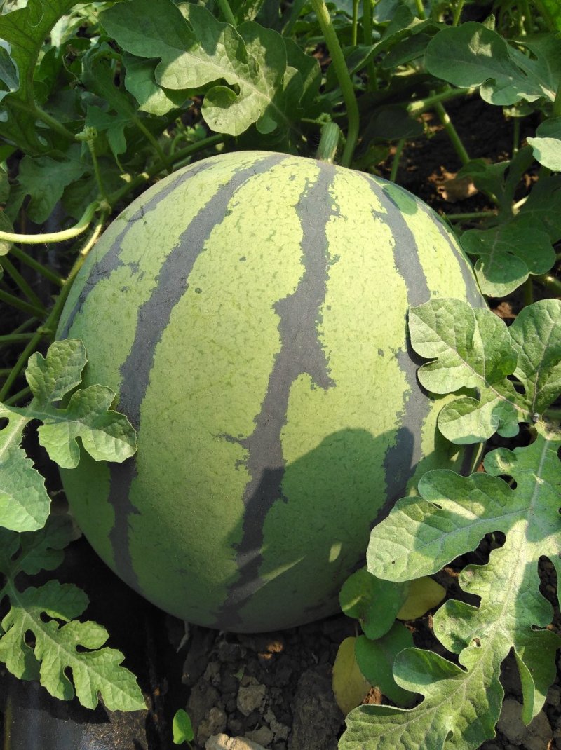 西瓜7月1日成熟